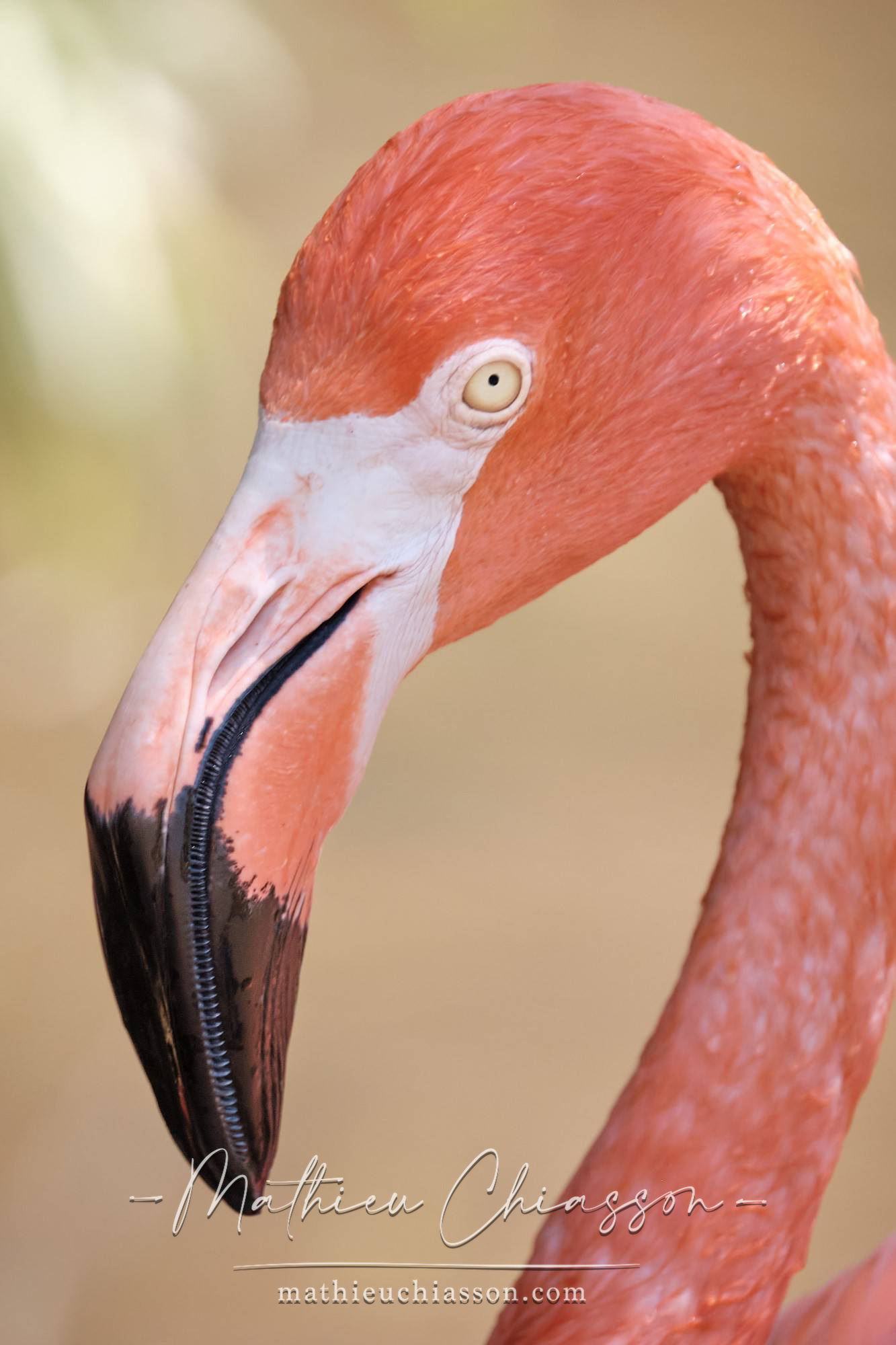 Photo by Mathieu Chiasson