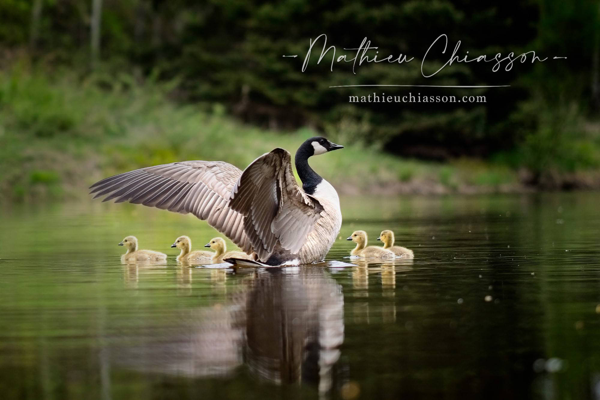 Photo by Mathieu Chiasson